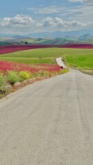 Asphalt wide road among beautiful meadow with red flowers and green fields. Rural and floral landscape in Sicily. Way to holiday. Vertical.