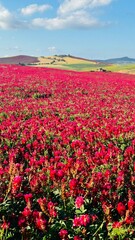 Floral landscape, field of red poppies and meadow of flowers. Red flower in spring and summer in Sicily in Italy. Beautiful view. Vertical.