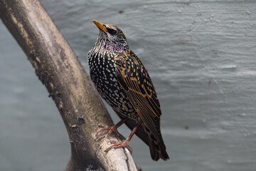 Common starling