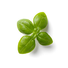 Fototapeta premium Fresh Green Basil Plant Top view isolated on white