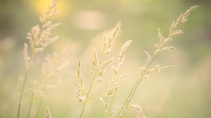 Delicate golden grass in gentle light