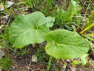 burdock plant in grass, two young paired burdock leaves, alternative medicine