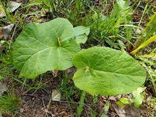 burdock plant in grass, two young paired burdock leaves, alternative medicine