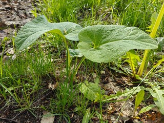 burdock plant in grass, two young paired burdock leaves, alternative medicine