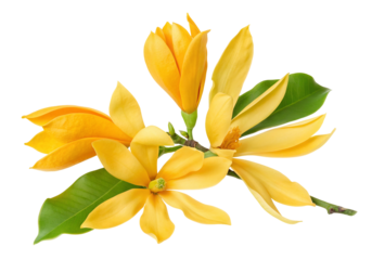 Yellow champak flower aroma tree fresh champa magnolia champaca blooming plant fragrance garden flora petal