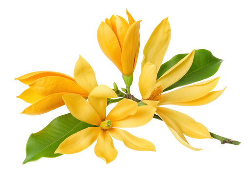 Yellow champak flower aroma tree fresh champa magnolia champaca blooming plant fragrance garden flora petal