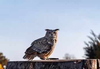 great horned owl