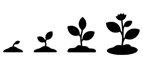 Plant growth stages illustrated from seed to flowering