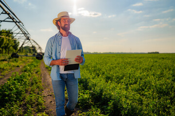 Confident farmer walking in an alfalfa field carrying a tablet, using modern technology for...