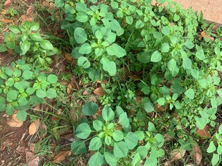 green ivy leaves,Catnip, a medicinal plant for treating cats