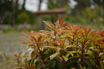 Various stages of Ilex rotunda showing leaves, young shoots, fruits, and seasonal foliage,...