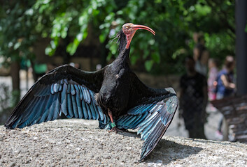 Northern bald ibis