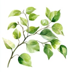 Fototapeta premium Watercolor of green leaf illustration botanical artistic.