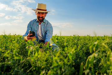 Happy farmer using mobile phone in cultivated pea field examining crops, implementing modern...