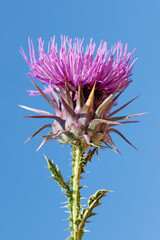 Onopordum tauricum, or Taurian thistle, is a robust, spiny biennial herb known for its bright lime-green leaves and large, purple flower heads, isolated for design works