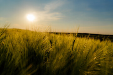 Green barley fields swaying gently in the wind, illuminated by the warm glow of a golden sunset,...