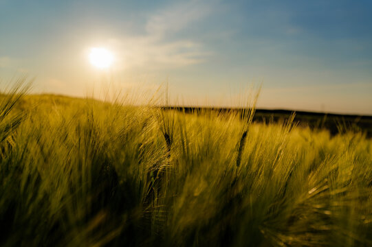 Green barley fields swaying gently in the wind, illuminated by the warm glow of a golden sunset, creating a tranquil and picturesque rural landscape filled with natural beauty