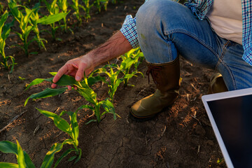 Farmer analyzing young corn plants in cultivated field, utilizing modern technology for efficient crop management and sustainable agriculture practices