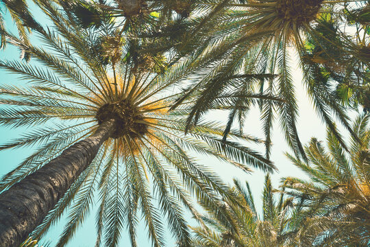 Palm trees on a tropical beach against a blue sky.  Low Angle View. Toned image