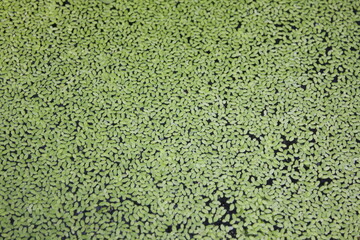 Lemna plants reproduce very quickly