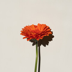 Single Orange Gerbera Flower with Shadow