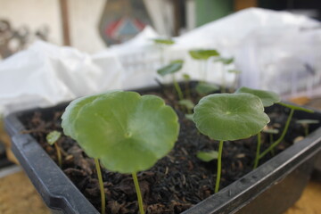 Water pennywort has many benefits
