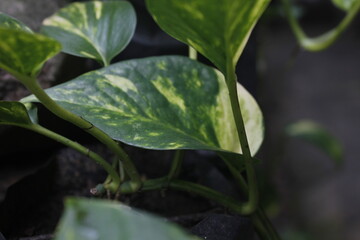 golden pothos or Epipremnum aureum