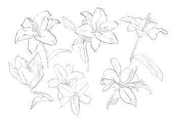 “Lily Flower Line Art Bundle – 6 Botanical Hand-Drawn Floral Illustrations”