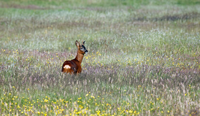 Male roe deer among wild flowers