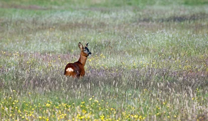 Fotobehang Ree Male roe deer among wild flowers  © Stephen