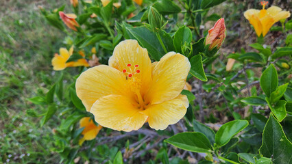 This stunning yellow Hibiscus (Hibiscus rosa-sinensis) is just as beautiful as its famous red counterpart. Its vibrant hue adds magnificent charm, proving nature's diverse beauty.