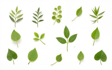 Naklejka premium Various Green Leaves Isolated on White Background for Nature Themes, isolated on transparent background. High quality