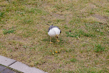 Wild Black-tailed Gull