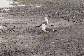 Wild Black-tailed Gull