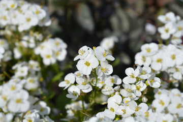 Garden arabis white flowers - Latin name - Arabis caucasica Little Treasure White