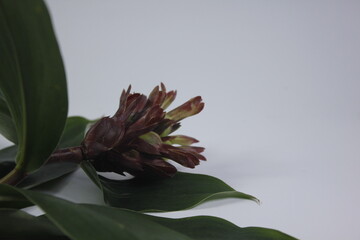 Bitter ginger or ginger lily or zingiber zerumbet.
