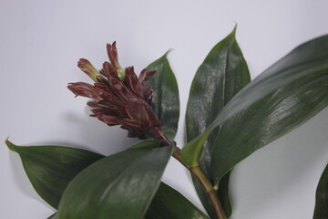 Bitter ginger or ginger lily or zingiber zerumbet.