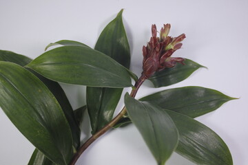 Bitter ginger or ginger lily or zingiber zerumbet.