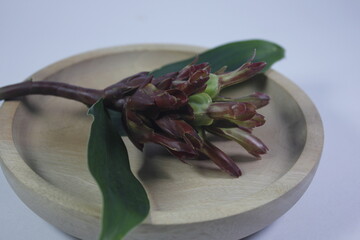 Bitter ginger or ginger lily or zingiber zerumbet.