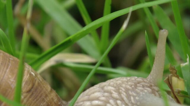roman snail in grass (close up)