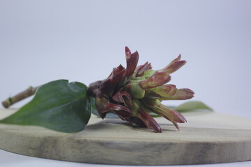 Bitter ginger or ginger lily or zingiber zerumbet.