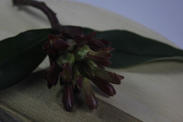Bitter ginger or ginger lily or zingiber zerumbet.