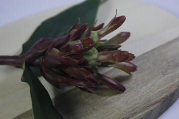 Bitter ginger or ginger lily or zingiber zerumbet.