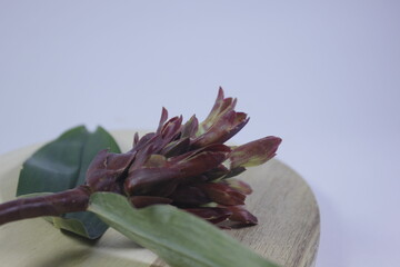 Bitter ginger or ginger lily or zingiber zerumbet.