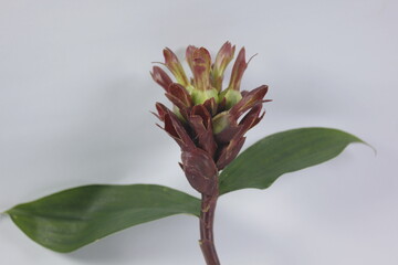 Bitter ginger or ginger lily or zingiber zerumbet.