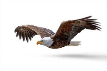 Obraz premium Majestic bald eagle in flight with outstretched wings against white background