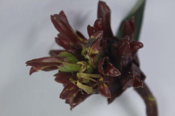 Bitter ginger or ginger lily or zingiber zerumbet.