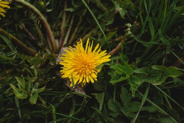 yellow dandelion flower