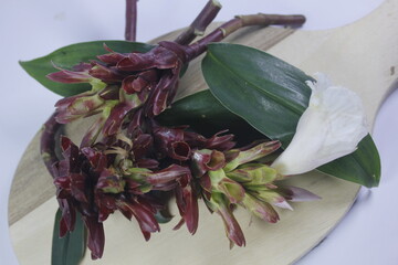 Bitter ginger or ginger lily or zingiber zerumbet.