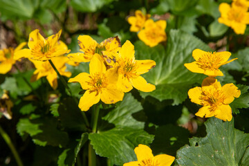 Spring blooms explosion of colors in gardens and meadows